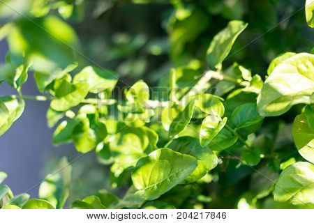 jasminum sambac arabic jasmin oleacea from india leafs