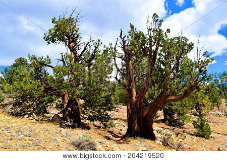Lodgepole Pine Trees also known as twisted pines taken at the higher altitudes of the San Bernardino Mountain near Big Bear, CA