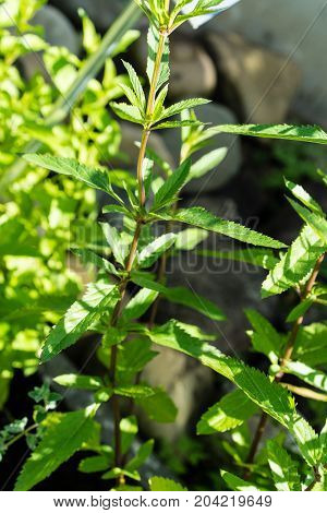 salvia uliginosa pepper sage leaf in garden close up