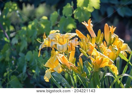 Closeup image of several blossoming orange flowers of daylily
