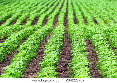 Close up green sprouts of Helianthus growing in field in rows