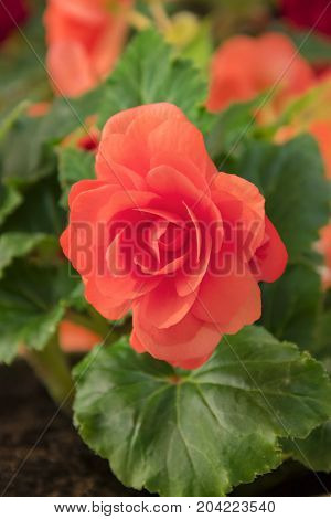 Tender Fresh Red Begonia  Terry Flowers And Petals  Bush In A Tub On A Light Wooden Table Top