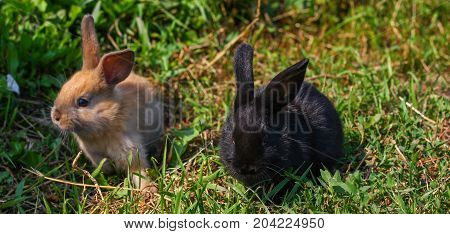 black and red little funny rabbit with long ears in the manger
