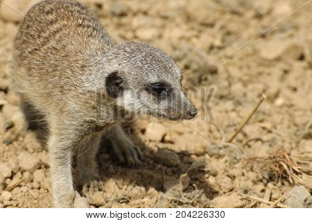 Baby surikata, world wide popular animal in wild