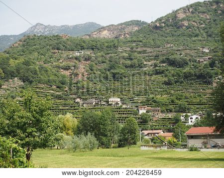 Vineyard Grapevine Plantation In Aosta Valley