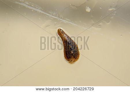 Leech On The Glass. Bloodsucking Animal. Subclass Of Ringworms From The Belt-type Class. Hirudothera