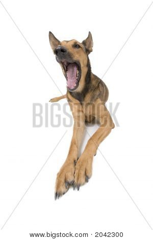 긴 다리를 가진 벨기에 Malinois