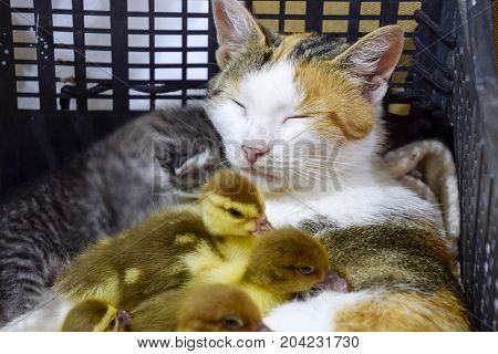 Cat Foster Mother For The Ducklings