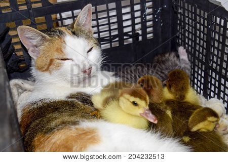 Cat In A Basket With Kitten And Receiving Musk Duck Ducklings. Cat Foster Mother For The Ducklings
