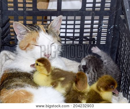 Cat Foster Mother For The Ducklings