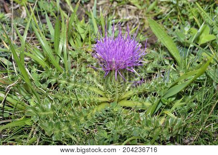Dwarf Thistle