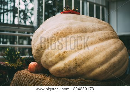 Extremely huge giant beige pumpkin with golden crown on the top is laying on sacking in glasshouse after harvesting with regular orange pumpkin near and looks so small shallow depth of field