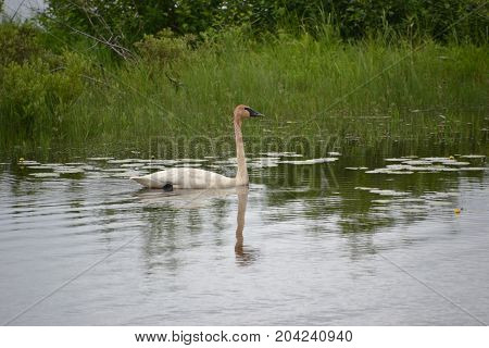 trumpeter swans are native to seney national wildlife refuge in northern michigan