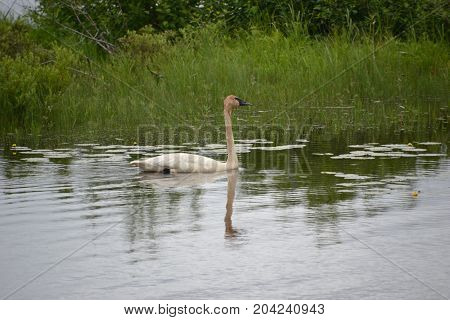 trumpeter swans are native to seney national wildlife refuge in northern michigan