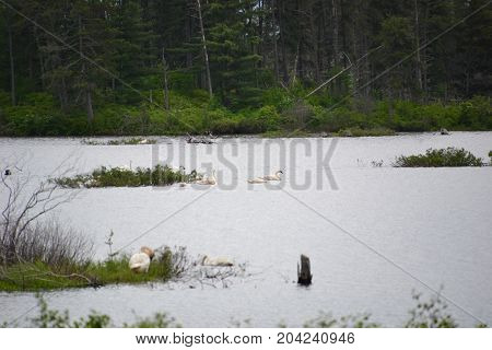 trumpeter swans are native to seney national wildlife refuge in northern michigan