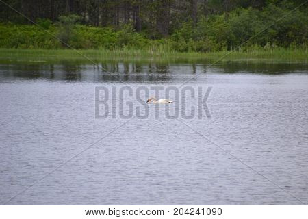 trumpeter swans are native to seney national wildlife refuge in northern michigan