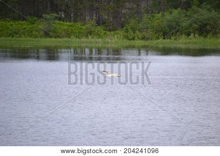 trumpeter swans are native to seney national wildlife refuge in northern michigan
