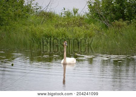 trumpeter swans are native to seney national wildlife refuge in northern michigan