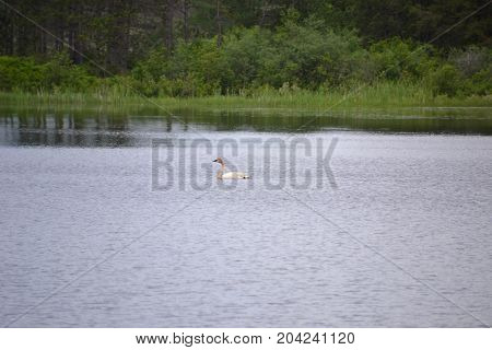 trumpeter swans are native to seney national wildlife refuge in northern michigan