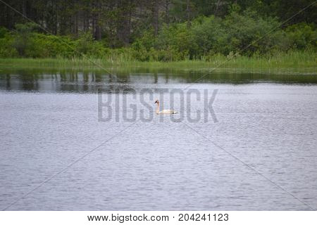 trumpeter swans are native to seney national wildlife refuge in northern michigan