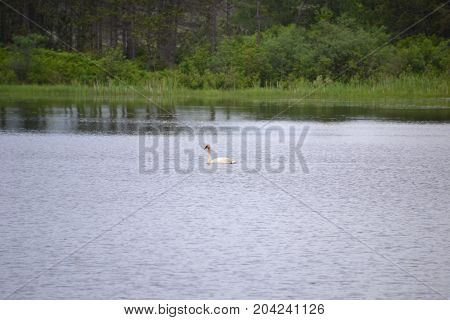 trumpeter swans are native to seney national wildlife refuge in northern michigan