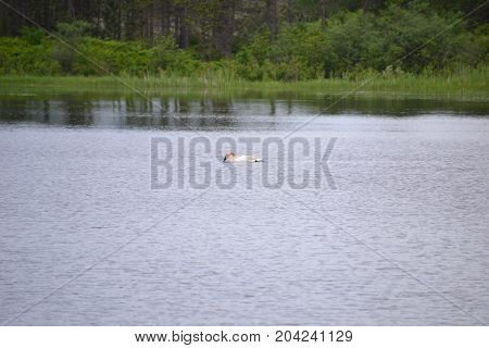 trumpeter swans are native to seney national wildlife refuge in northern michigan