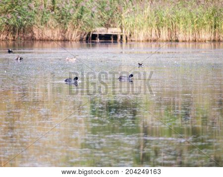 Several Coots In The Lake Water Surface Summer Pond Rallidae Fulica