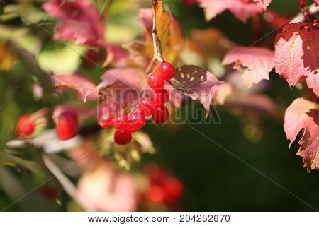 Photo of a bright macro red viburnum illuminated by the sun