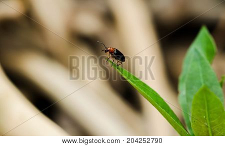 Close up of black Cucurbit Beetle on green leaf