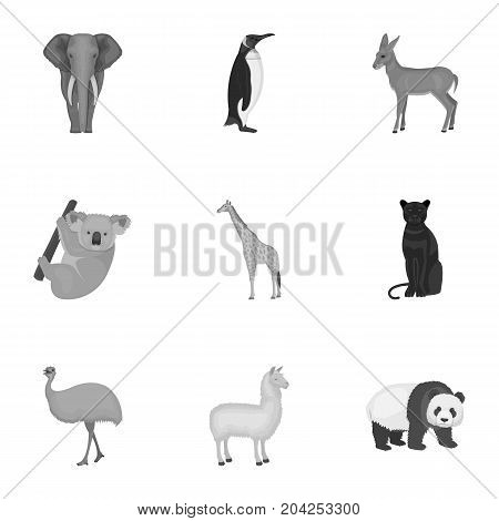 Ostrich emu, crocodile, giraffe, tiger, penguin and other wild animals. Artiodactyla, mammalian predators and animals set collection icons in monochrome style vector symbol stock illustration .