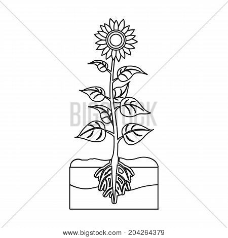 Sunflower, single icon in outline style.Sunflower vector symbol stock illustration .