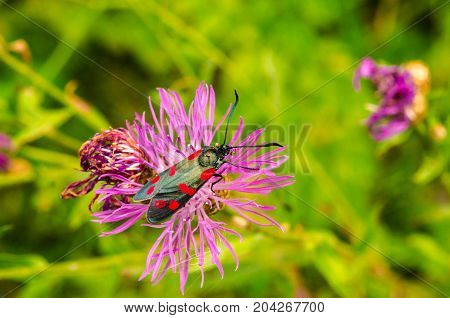 Insect zygaenidae sits on a field flower
