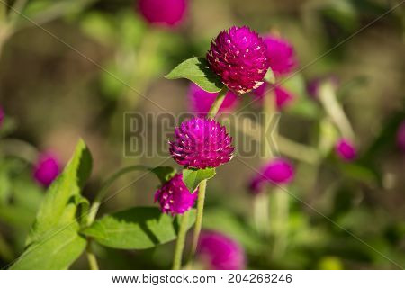 Dark Pink Flower Or Gomphrena Globosa Flower