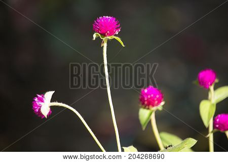 Dark Pink Flower Or Gomphrena Globosa Flower