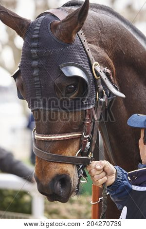 Race horse head with blinkers ready to run. Paddock area. Vertical
