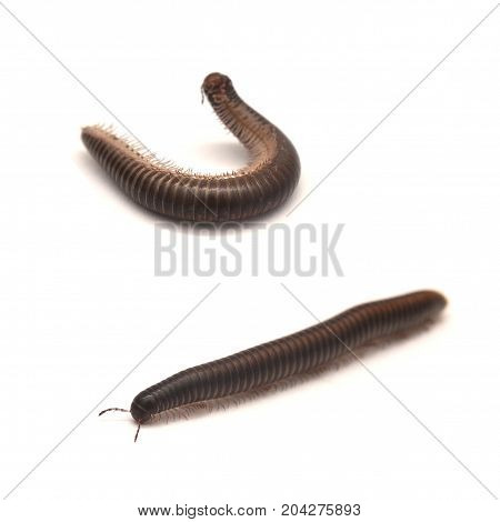 a milipede myriapod isolated on white background