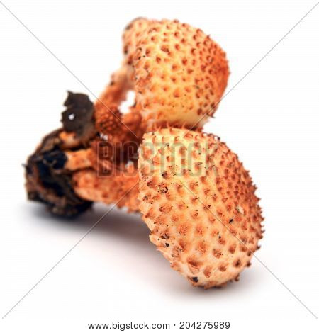 pholiota squarrosa mushroom commonly known as the shaggy scalycap