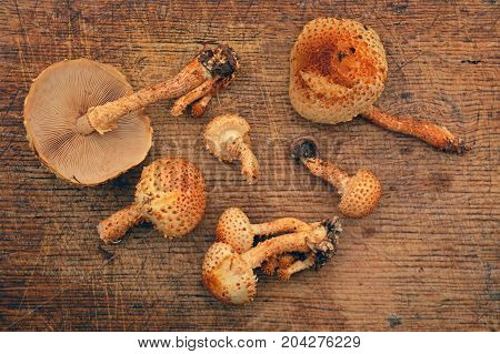 pholiota squarrosa mushroom commonly known as the shaggy scalycap