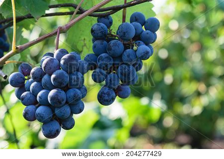 ripen blue black grapes - hanging grapes from grape vine