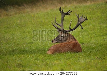 Big and beautiful red deer during the deer rut in the nature habitat of Czech Republic, european wildlife, wild europa, deer rut, Cervus elaphus.