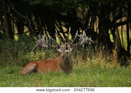 Big and beautiful red deer during the deer rut in the nature habitat of Czech Republic, european wildlife, wild europa, deer rut, Cervus elaphus.