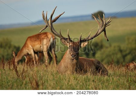 Big and beautiful red deer during the deer rut in the nature habitat of Czech Republic, european wildlife, wild europa, deer rut, Cervus elaphus.