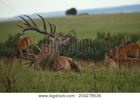 Big and beautiful red deer during the deer rut in the nature habitat of Czech Republic, european wildlife, wild europa, deer rut, Cervus elaphus.