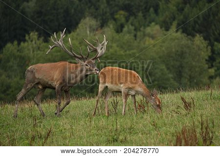 Big and beautiful red deer during the deer rut in the nature habitat of Czech Republic, european wildlife, wild europa, deer rut, Cervus elaphus.