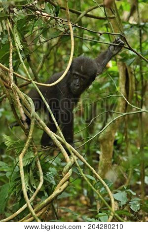Endangered eastern gorilla in the beauty of african jungle, silverback and family, Gorilla beringei, Democratic Republic of Congo, rare african wildlife