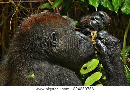 Endangered eastern gorilla in the beauty of african jungle, silverback and family, Gorilla beringei, Democratic Republic of Congo, rare african wildlife