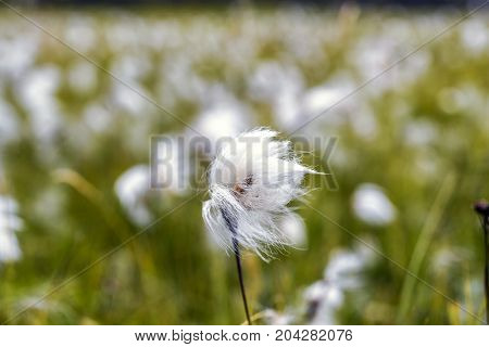 White cotton flower on background of others cotton field Iceland