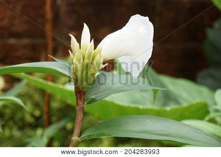 close up costus speciousus flower in nature garden