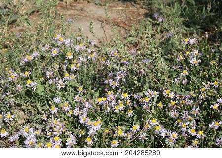 Asters alpinus or Alpine asters purple or lilac flowers. Purple flowers like a daisy in flower bed.