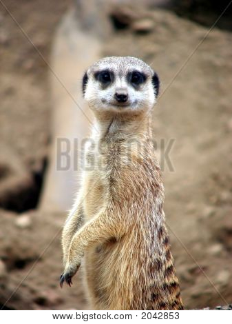 Sentry Meercat